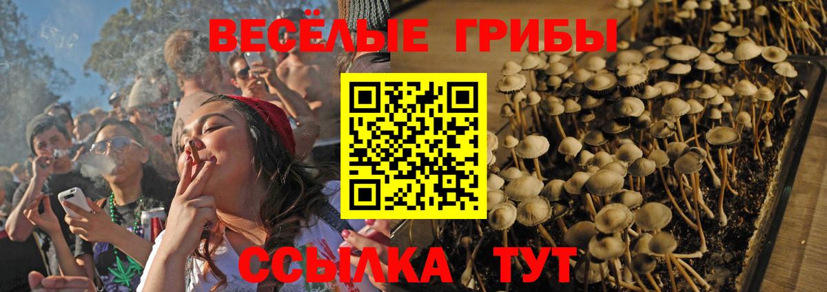 Псилоцибиновые грибы Cubensis  Вход с VPN  Ставрополь 